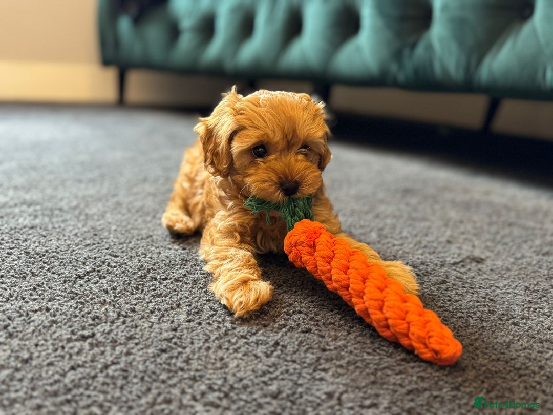 Cavapoo dogs for sale: 🌟 Rare Tiny Toy Cavapoo's F1B 🌟ready next week  - Image 2