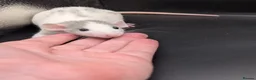 Rat rodents for sale: Baby Rats for homes in Durham - Advert 6