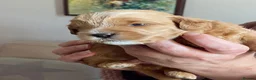 Mixed Breed dogs for sale: Shorkie poo puppies  in Belper - Advert 16