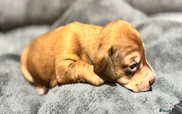 Miniature Dachshund dogs for sale: Beautiful Miniature Dachshund Puppies - Image 13