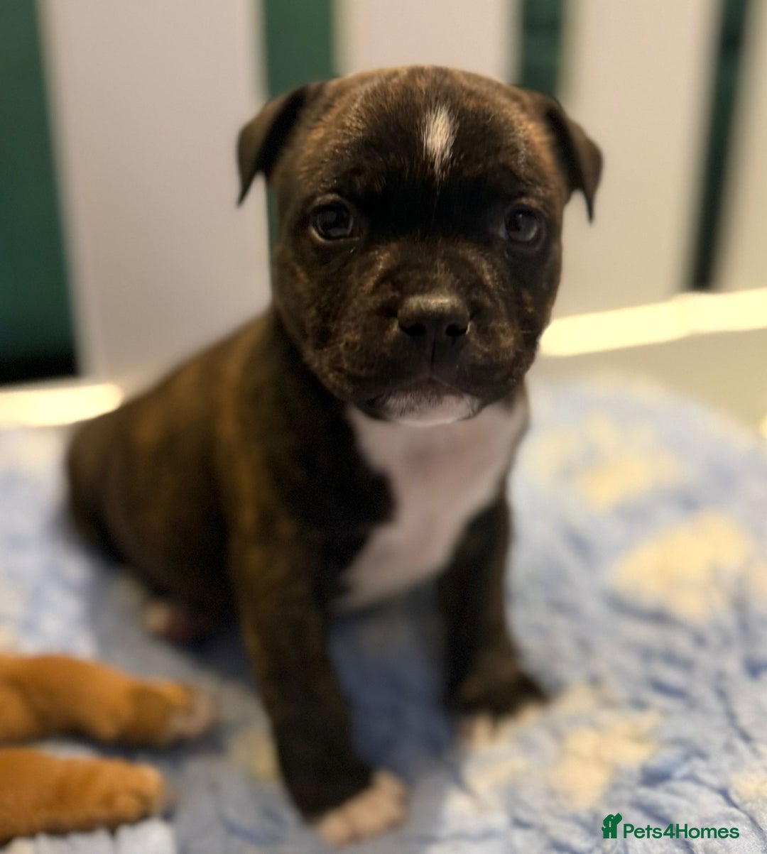 Staffordshire Bull Terrier dogs for sale: Beautiful Staffordshire Bull Terrier Boys ✨ - Advert 23