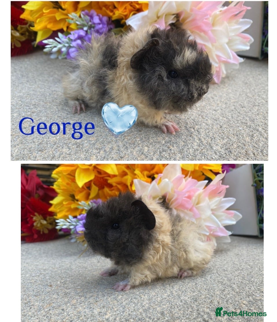 Guinea Pig rodents Pedigree Lunkarya Guinea pigs ready now  - Advert 1