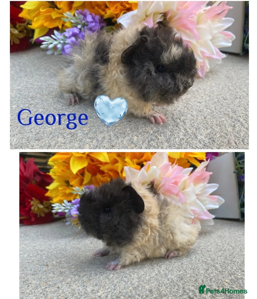 Guinea Pig rodents for sale: Pedigree Lunkarya Guinea pigs ready now  - Advert 1