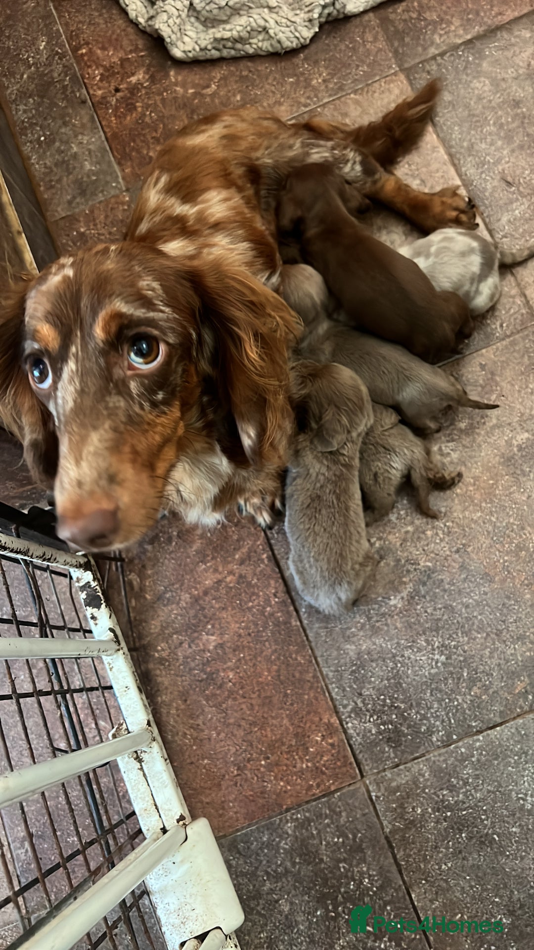 Miniature Dachshund dogs for sale: Miniature dachshund  - Image 18