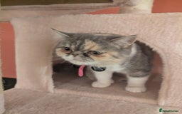 Exotic cats for sale: Ideal pet looking for loving home - Image 5