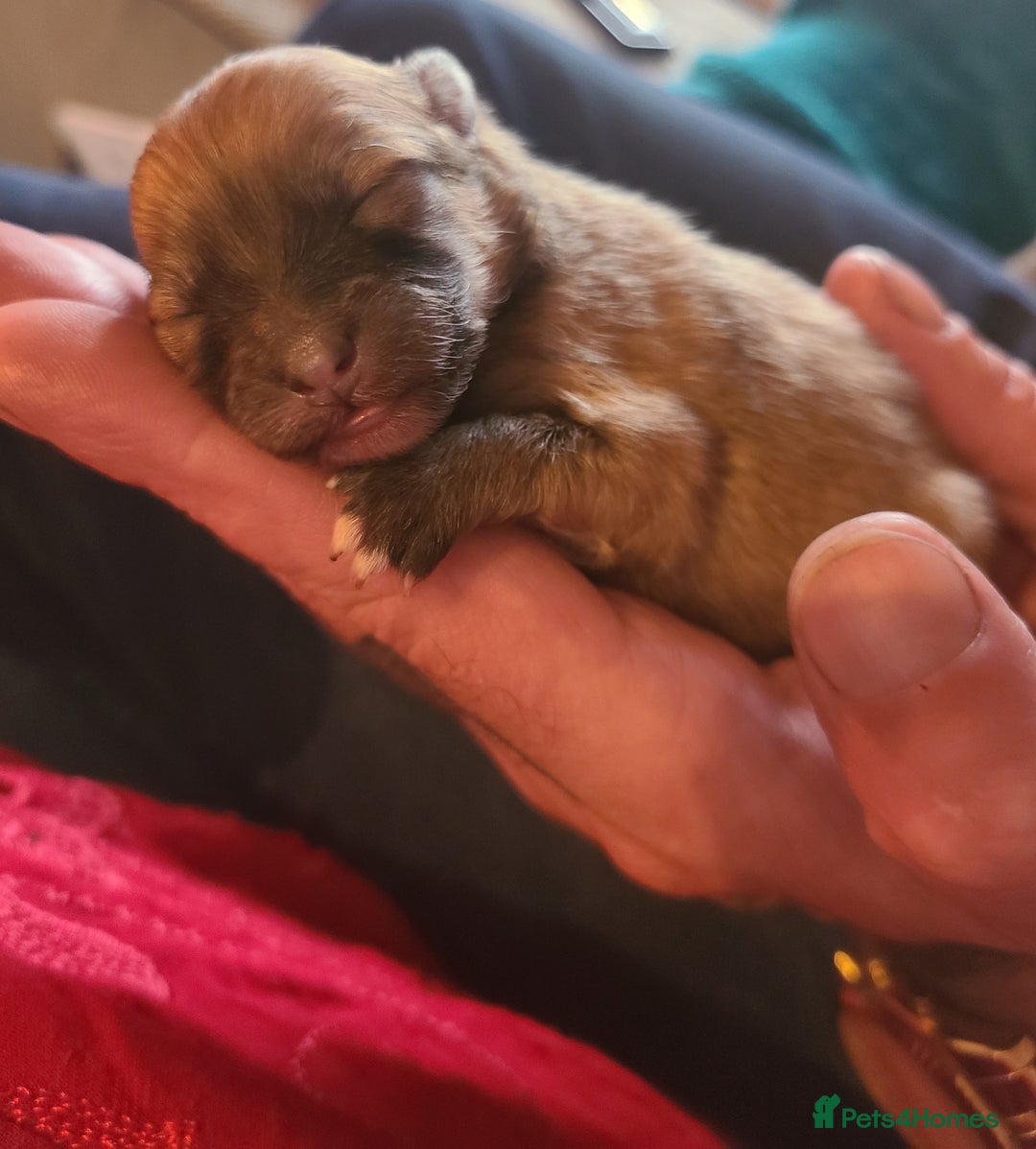 Pomeranian dogs for sale: Pomeranian puppies  - Image 6