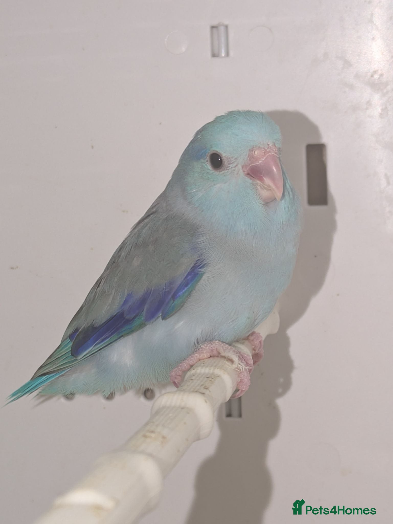 Parakeets birds Celestial Parrotlets  - Advert 1