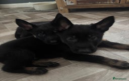 German Shepherd dogs for sale: Czech Shepherd x Akita PUPPIES!!  - Image 5