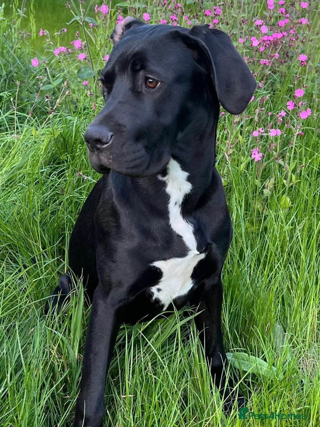 Mixed Breed dogs for sale: Great Dane cross by Golden Retriever  - Advert 2