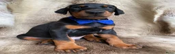 Dobermann dogs for sale: *KC REGISTERED* HEALTH TESTED DOBERMAN PUPPIES - Advert 25