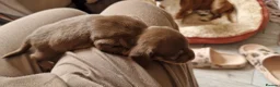 Dachshund dogs for sale: Mini Daxies home bred - Advert 5