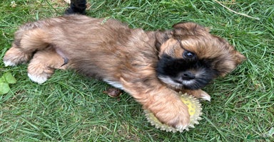 Shorkie dogs - Advert 7