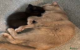British Shorthair cats for sale: British shorthair beautiful kittens  - Image 7