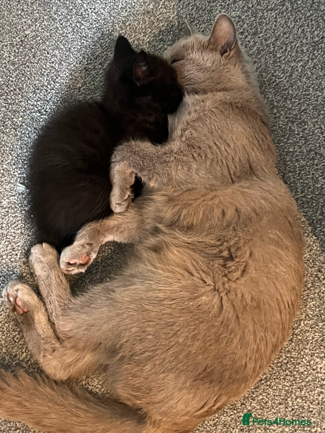 British Shorthair cats for sale: British shorthair beautiful kittens  - Image 7