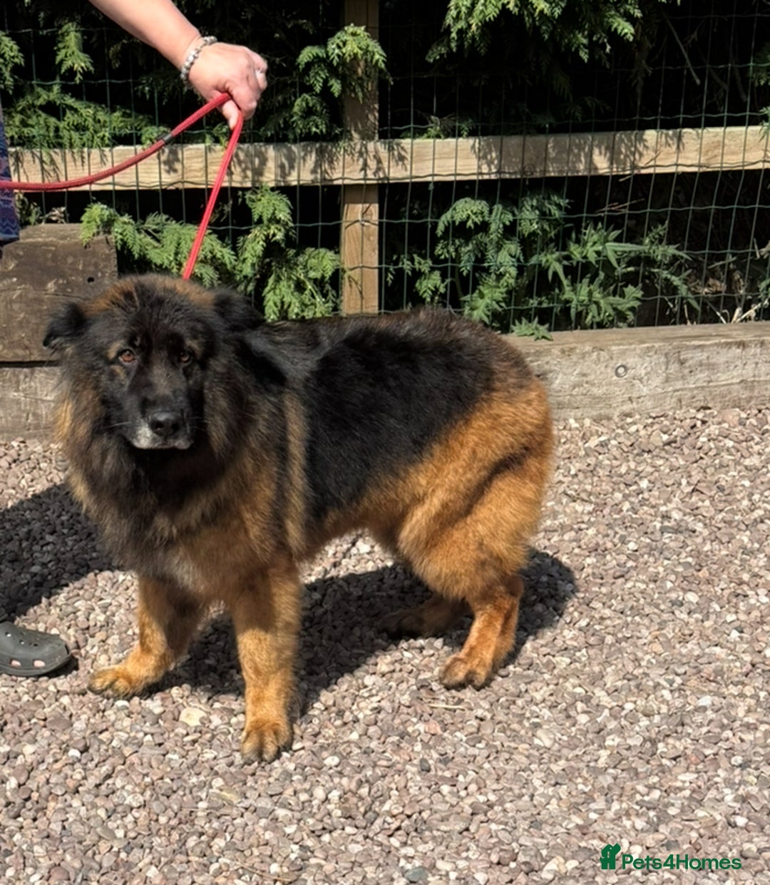 German Shepherd dogs for sale: 5 yr old GSD - Image 3