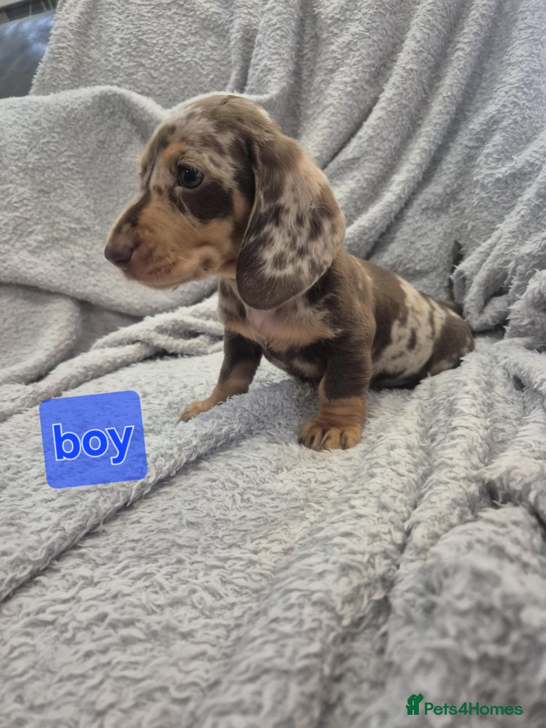 Miniature Dachshund dogs for sale: Kc dachshund babies ready next week - Image 24