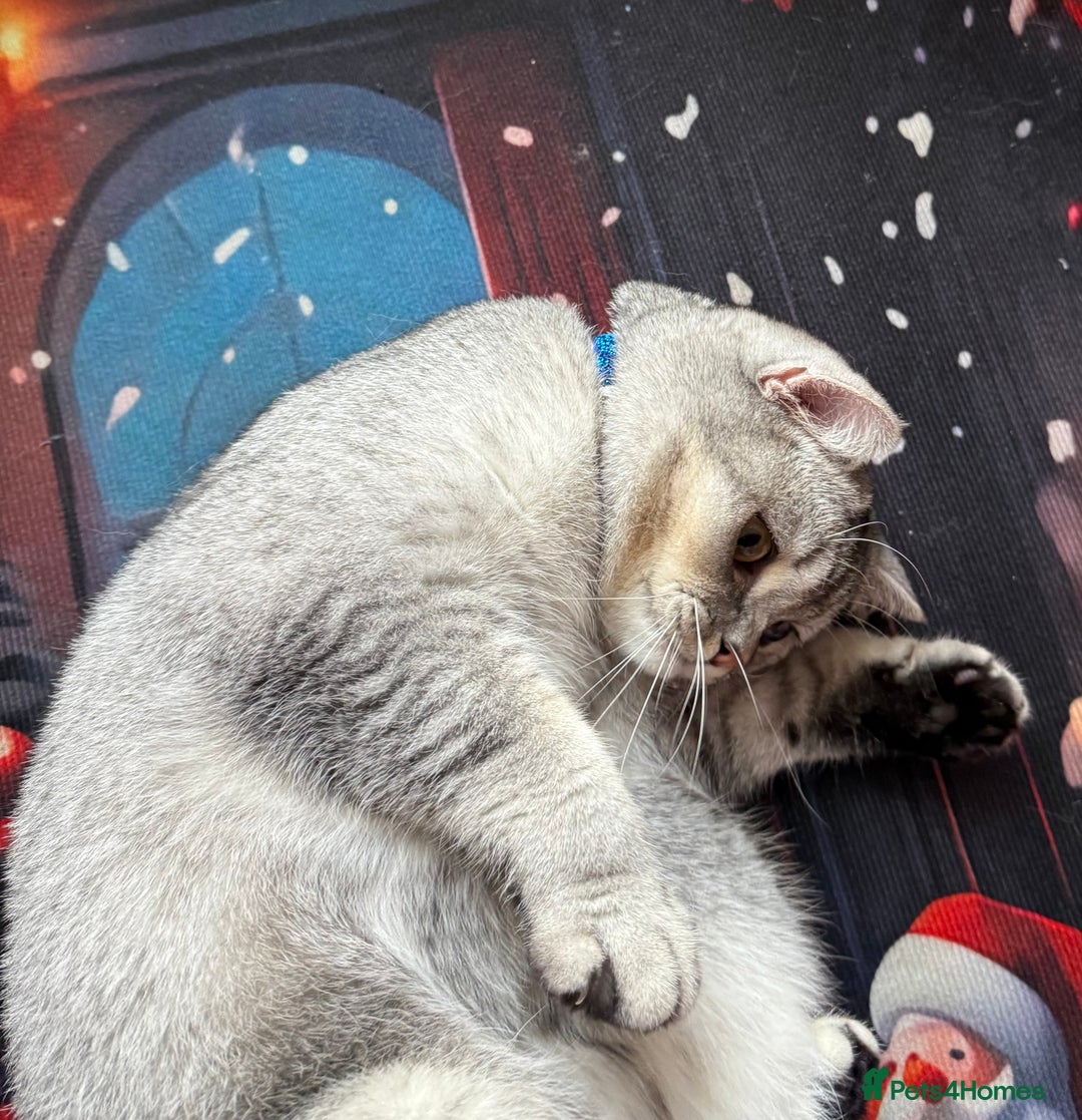 British Shorthair cats for sale: British short hair  - Advert 6