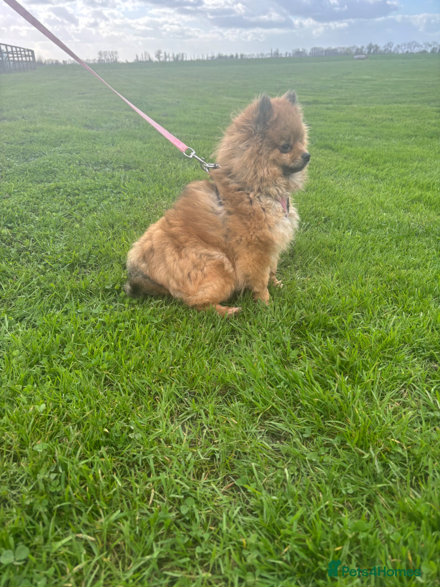 Pomeranian dogs KC Reg Adult Female Pomeranian - Advert 3