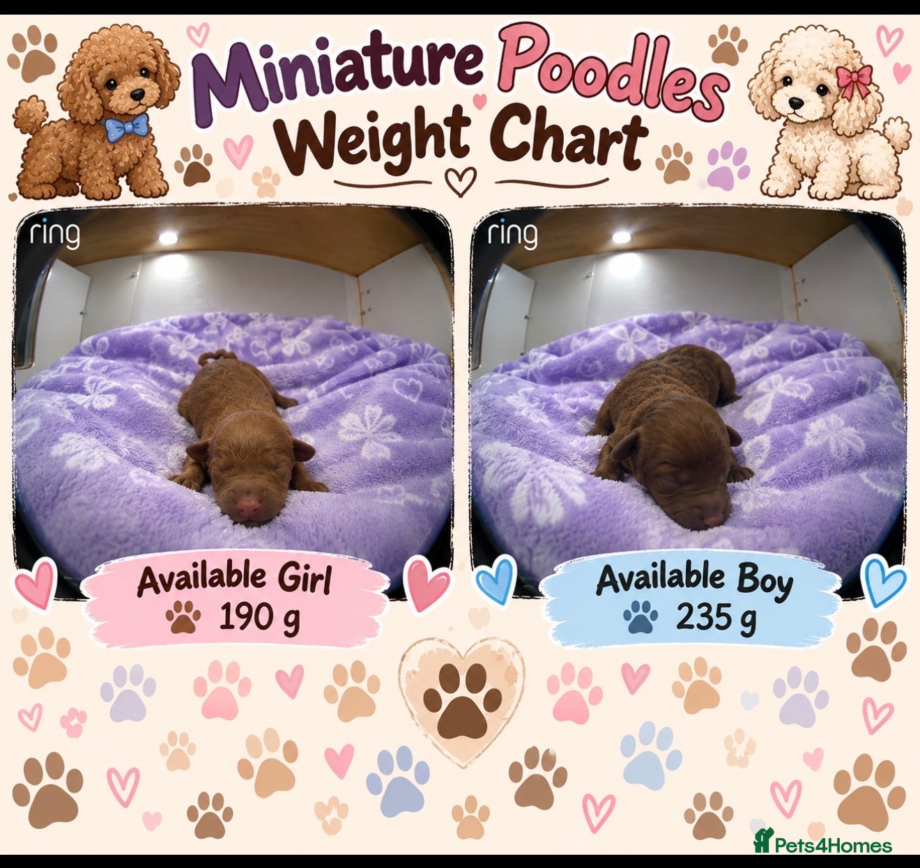 Miniature Poodle dogs Kc mini poodle fully health genetic  - Advert 2