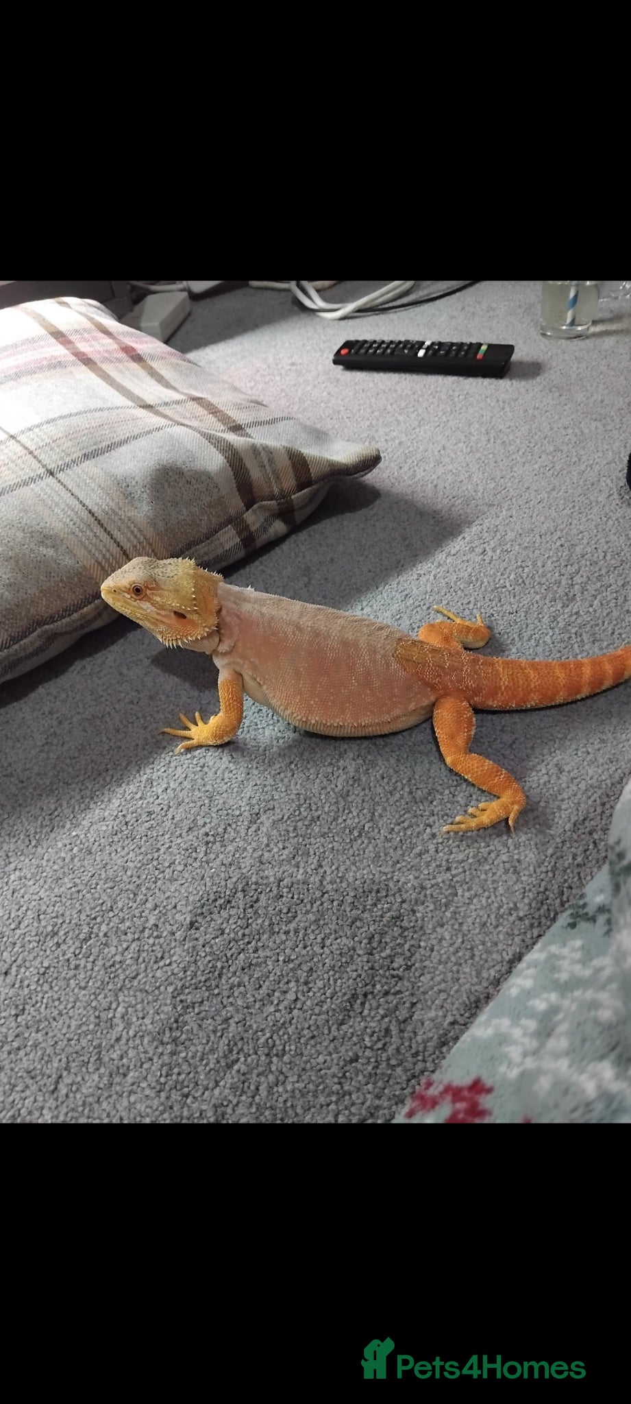 Bearded Dragon reptiles Bearded dragon - Advert 10