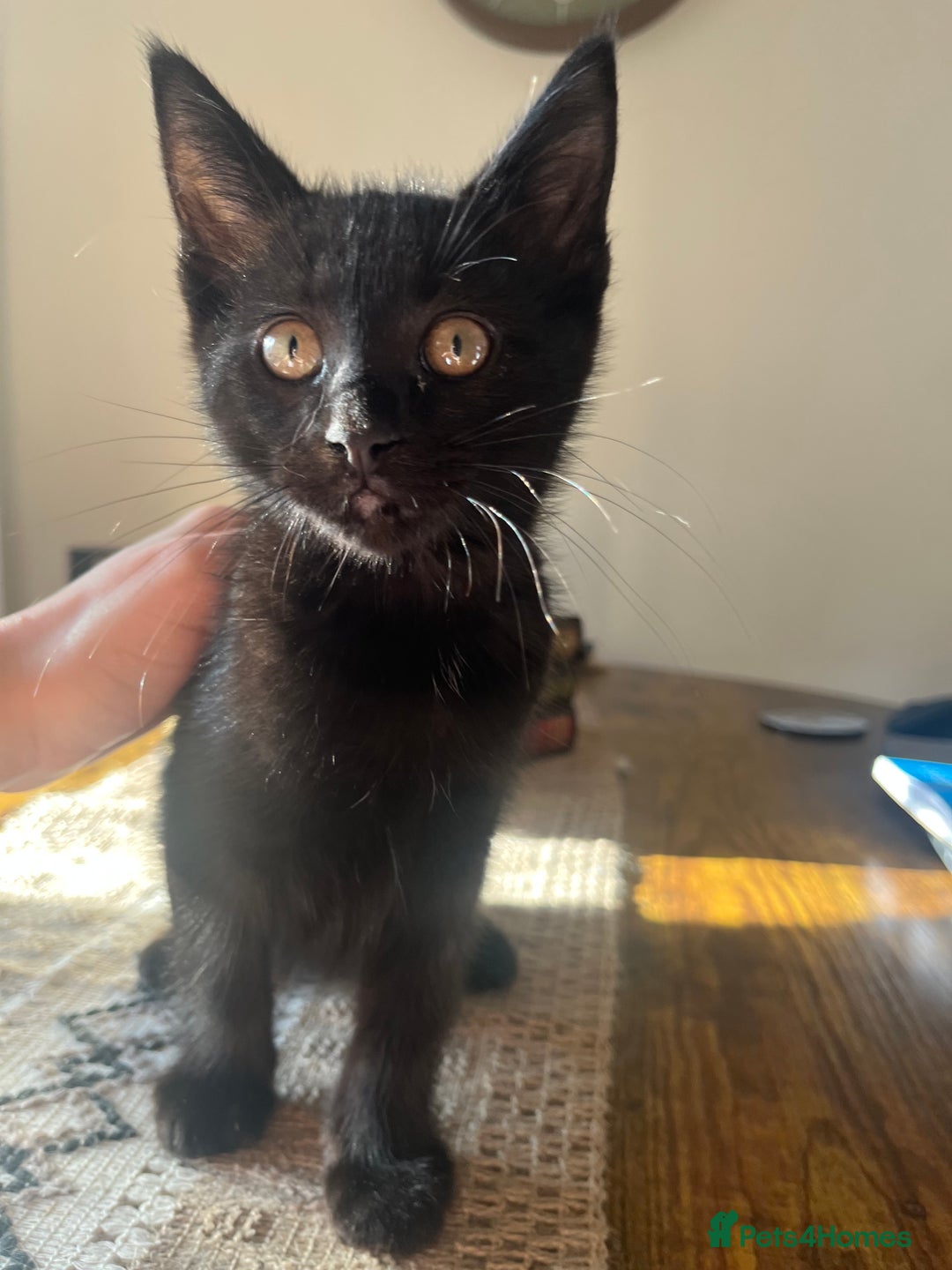 Mixed Breed cats for sale: 4 beautiful kittens ready to be rehome  - Advert 10