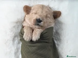 Goldendoodle dogs Quality Health Tested Goldendoodles - Advert 1