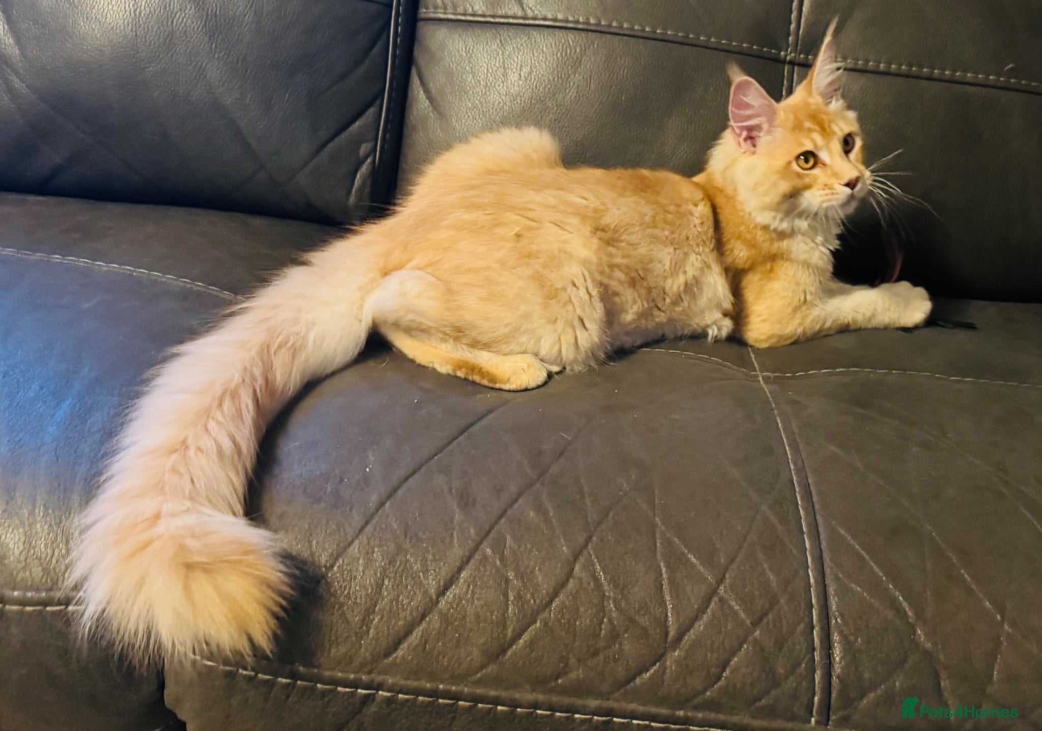 Maine Coon cats Reduced! XL quality TICA Maine Coon active possib  - Advert 1