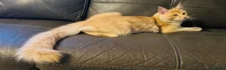 Maine Coon cats for sale: Reduced! XL quality TICA Maine Coon active possib  - Advert 2