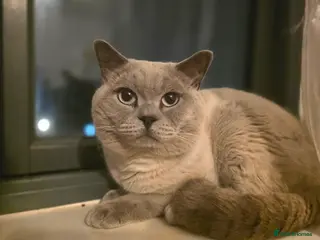 British Shorthair cats British Shorthair colourpoint - Advert 8