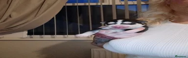 Siberian Husky 3