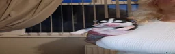 Siberian Husky dogs for sale: 🩵Exceptional siberian husky puppies🩵 - Advert 6