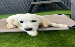 Golden Retriever dogs for sale: Trained Golden Retriever  - Image 4