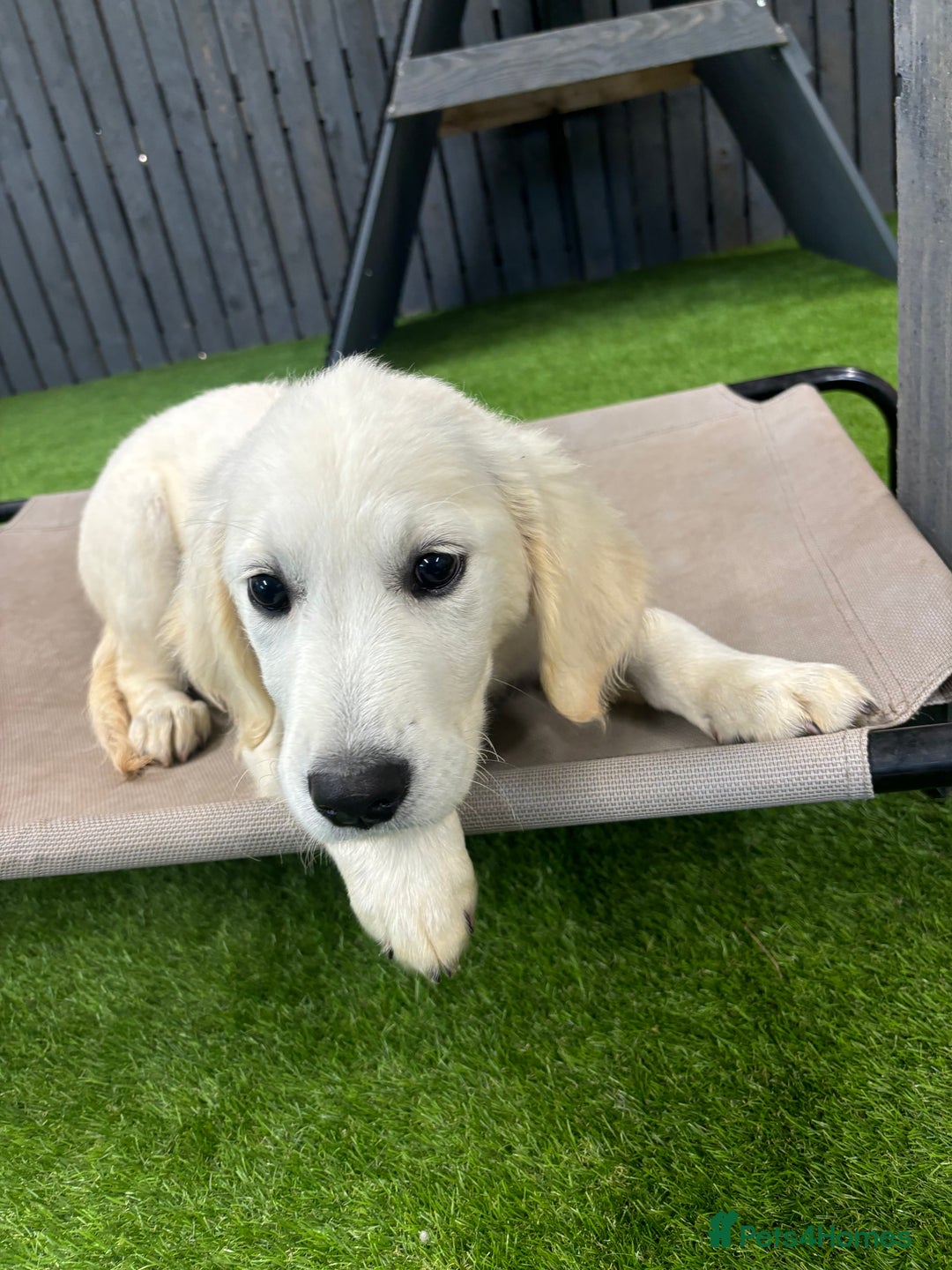 Golden Retriever dogs for sale: Trained Golden Retriever  - Image 4
