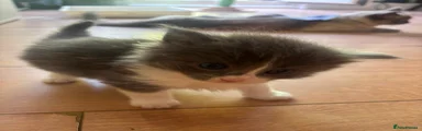 Ragdoll 4