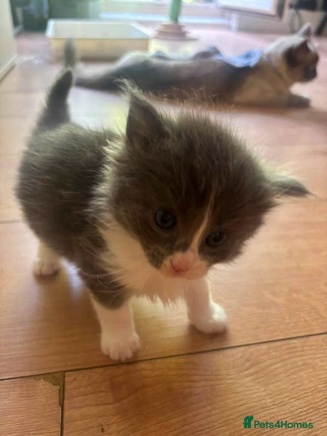 Ragdoll cats for sale: Ragdoll x British Shorthair  - Advert 2