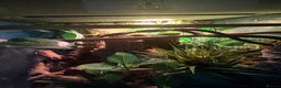 Gecko reptiles for sale: Mourning Geckos with full set up - Advert 2