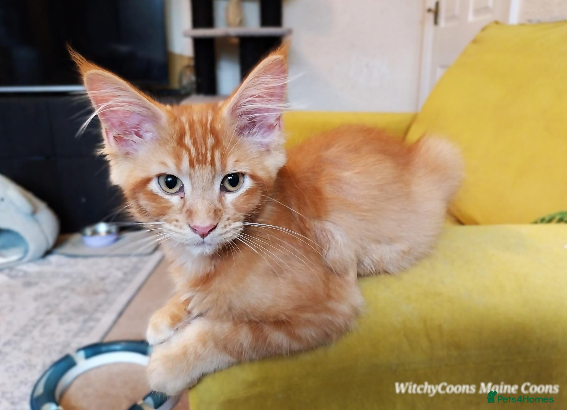 Maine Coon cats TICA Reg Maine Coon Kittens. Red. Tortie. White - Advert 13