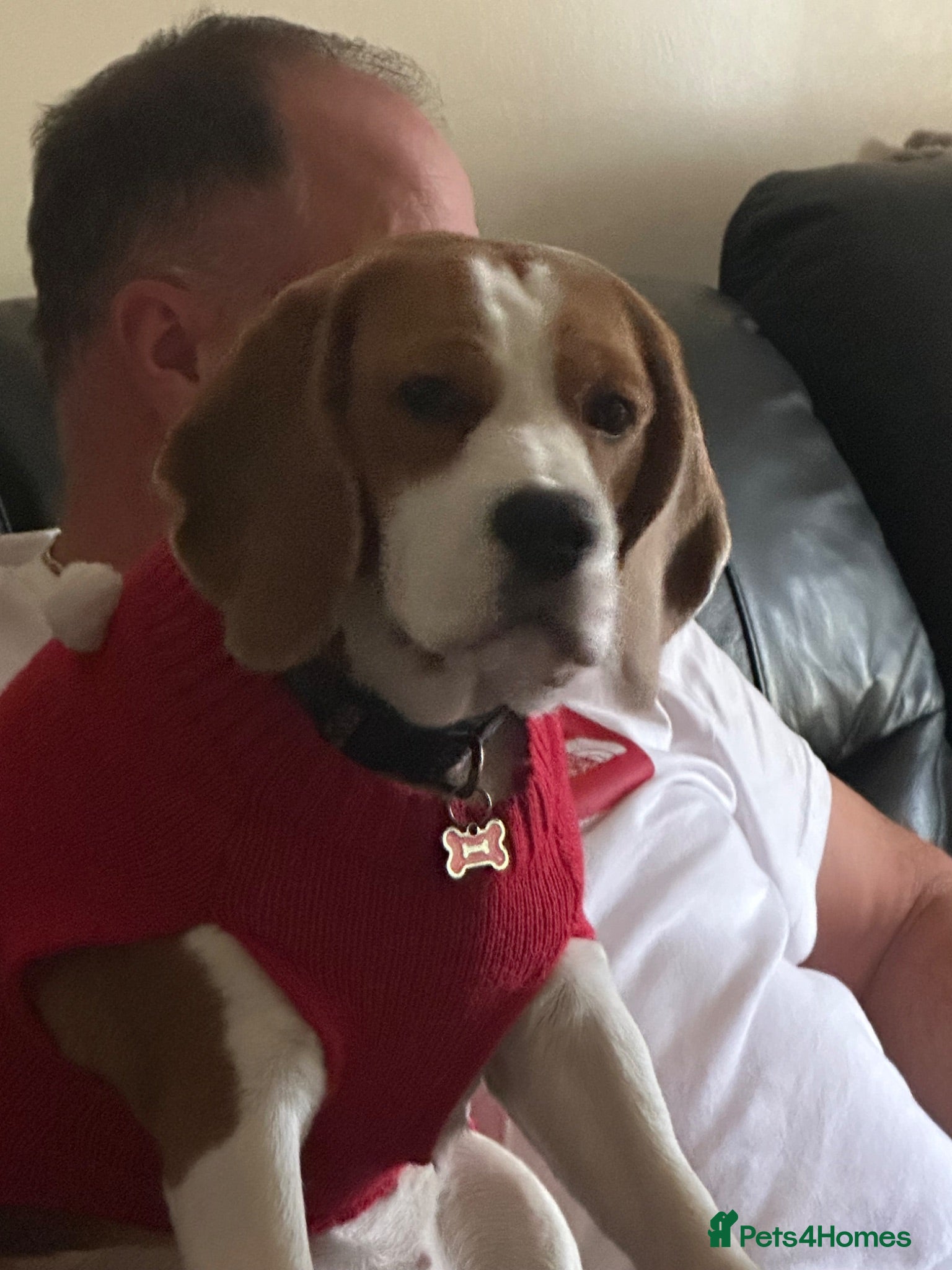 Beagle dogs Beautiful KC registered 5th gen pedigree puppies - Advert 2