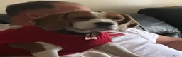 Beagle dogs for sale: Stunning KC registered litter by Campeach beagles. - Advert 10
