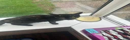 Mixed Breed cats for sale: Due to timewaster these 2 lovelies are available - Advert 6