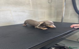 Miniature Dachshund dogs for sale: 5⭐️ Licensed. Kc registered tiny mini Daxis  - Image 3