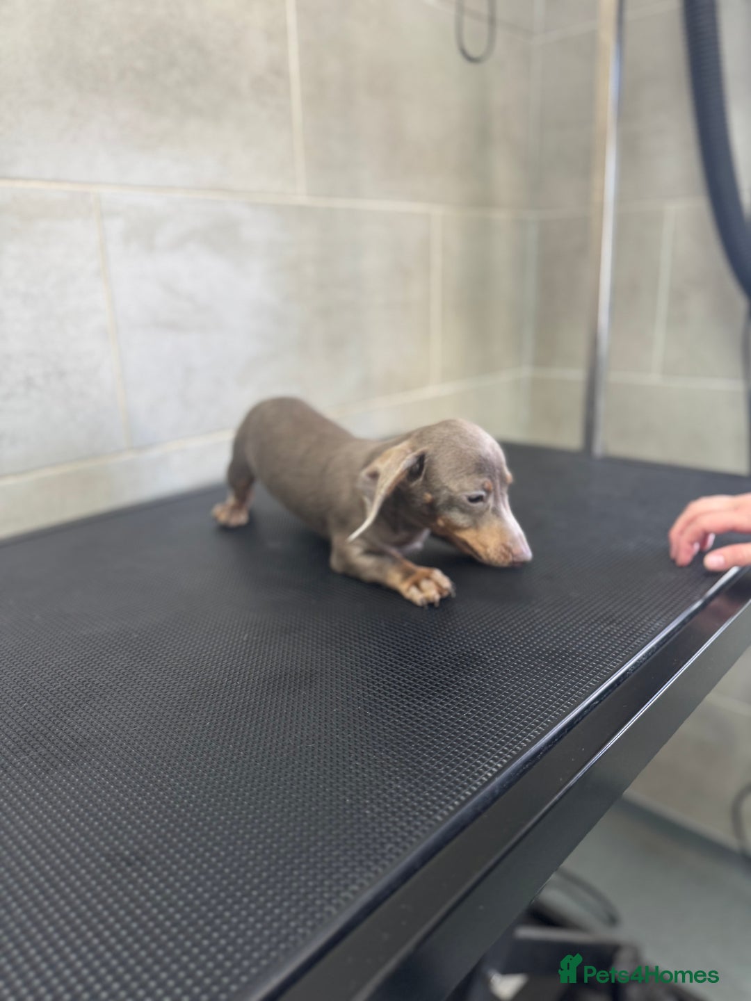 Miniature Dachshund dogs for sale: 5⭐️ Licensed. Kc registered tiny mini Daxis  - Image 3