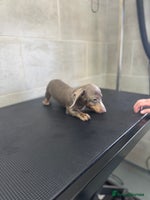 Miniature Dachshund dogs - Advert 7