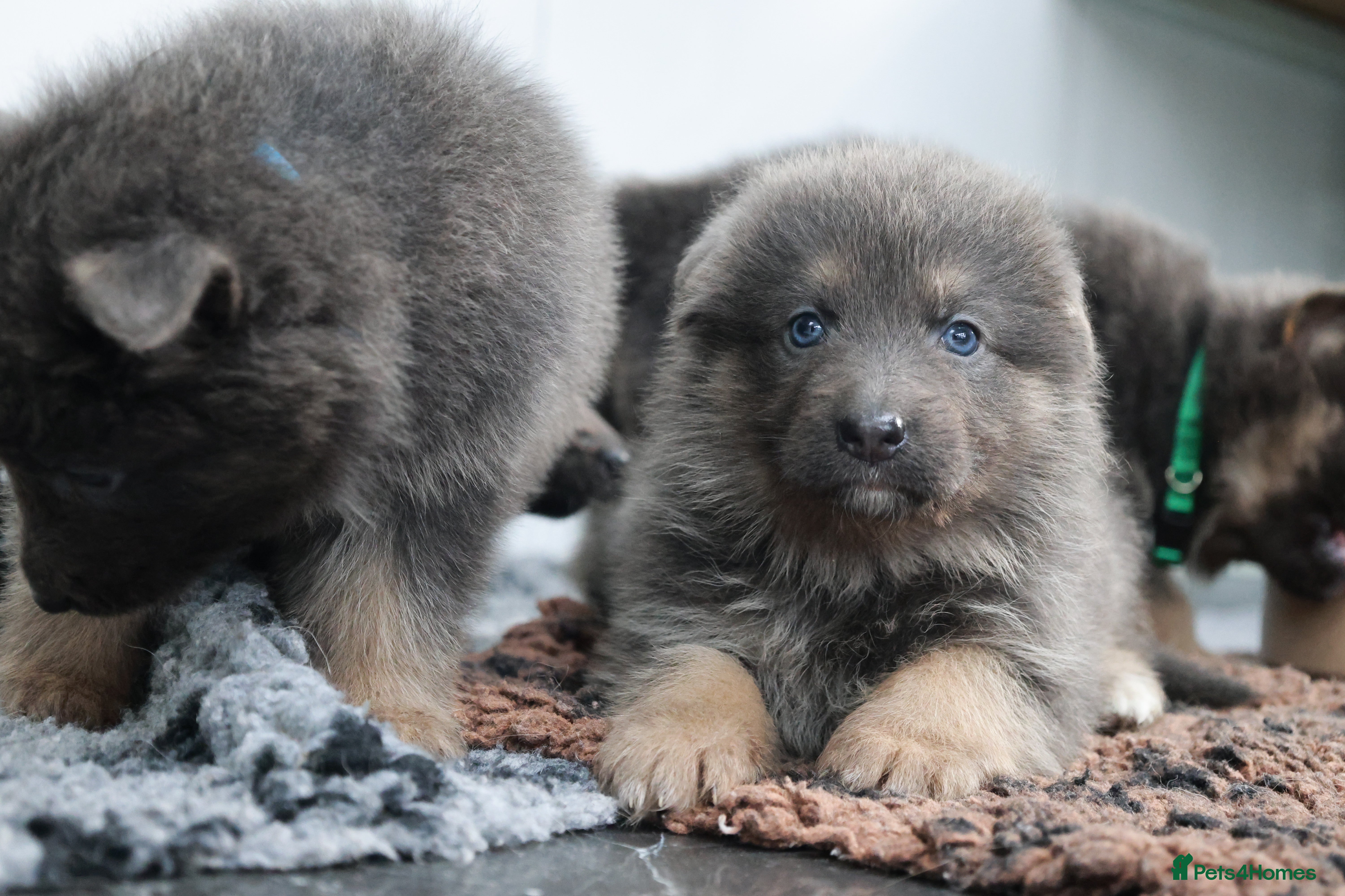 German Shepherd dogs 💙KC health tested parents 💙 - Advert 5