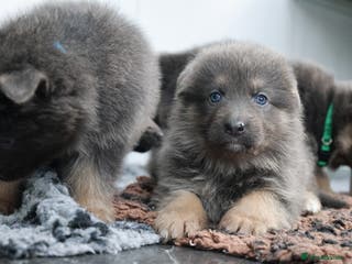 German Shepherd dogs 💙KC health tested parents 💙 - Advert 5