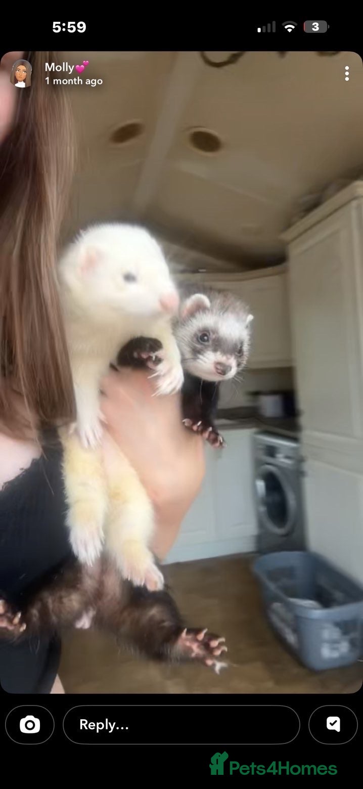 Ferret rodents 2 female ferrets  - Advert 6