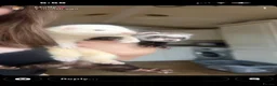 Ferret rodents for sale: 2 female ferrets  - Advert 1