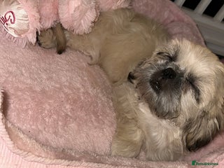 Shih Tzu dogs ONE PUPPY AVAILABLE READY NOW - Advert 5
