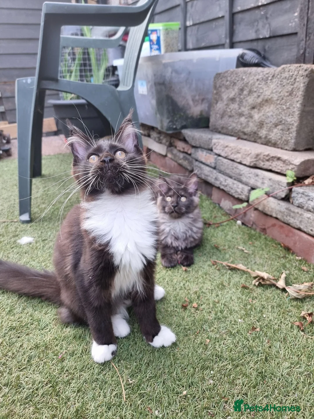 Maine Coon cats for sale: Tica registered ready now - Advert 11