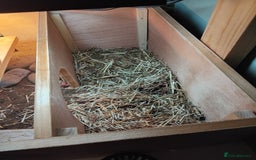 Tortoise reptiles for sale: Horsefield tortoise  - Image 5